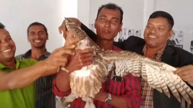 নান্দাইলে জীবন্ত ঈগল নিয়ে স্বতন্ত্র প্রার্থির পক্ষে প্রচারণা