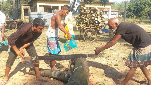 রাণীশংকৈলে গাছ কাটলেন চেয়ারম্যান, জব্দ করলেন ইউএনও !