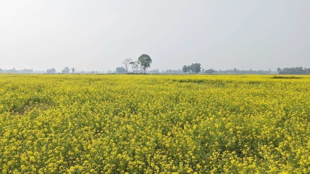 সরিষা চাষে ঝুঁকছেন নালিতাবাড়ীর কৃষকেরা