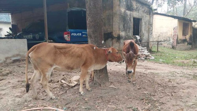 রাণীশংকৈলে ভুট্টা খেতে পাওয়া গেল চুরি হওয়া গরু
