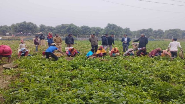 রাণীশংকৈলে আলুক্ষেত রক্ষা করার পরামর্শ জানালো কৃষি কর্মকর্তা