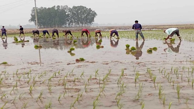 কুয়াশা আর শীতের ক্ষতি পূরণে মাঠে নেমেছে ঘোড়াঘাটের কৃষক