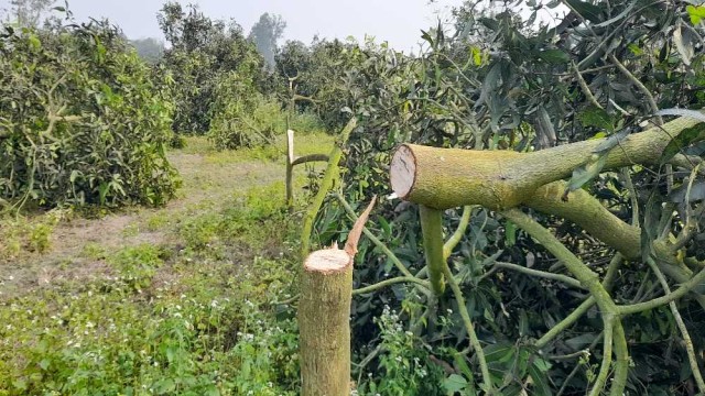 বালিয়াডাঙ্গীতে আধারে বাগানের সব আমগাছ কেটে ফেলার অভিযোগ