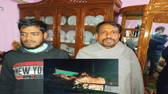 গ্রেপ্তার হওয়া দেলোয়ার ও মাইদুল এবং উদ্ধার হওয়া গরু
